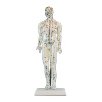 Modelo Anatómico de Corpo Humano Masculino 46 cm: 361 pontos de acupuntura e 80 pontos curiosos